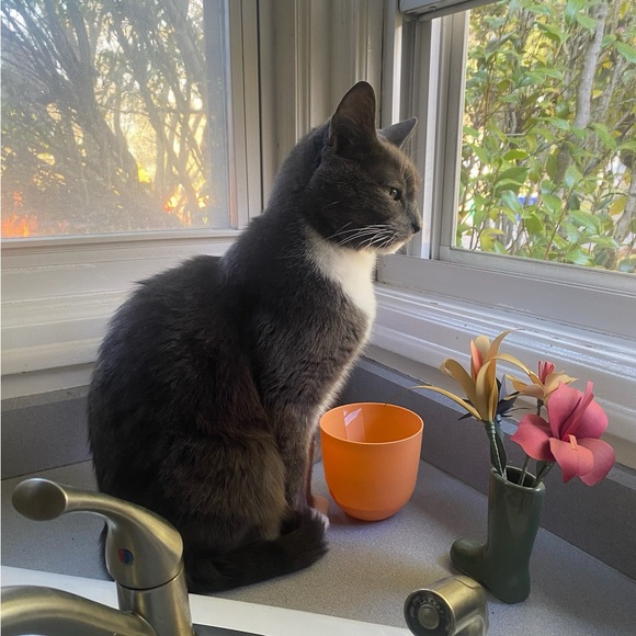 Meet your Posher, Remy - Picture 6 of 7